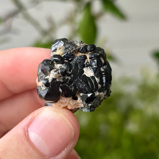 schwarze Spinnell xx