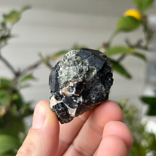 schwarze Spinnell xx