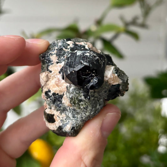 schwarze Spinnell xx