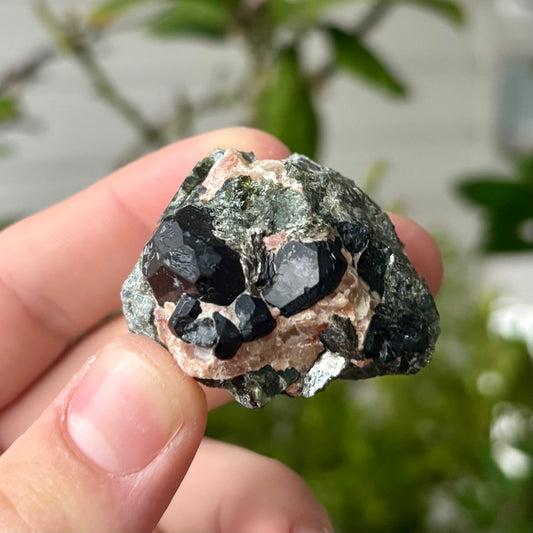 schwarze Spinnell xx