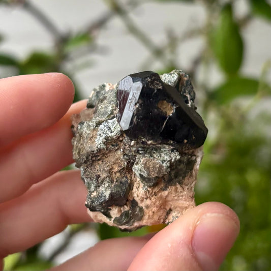 schwarze Spinnell xx