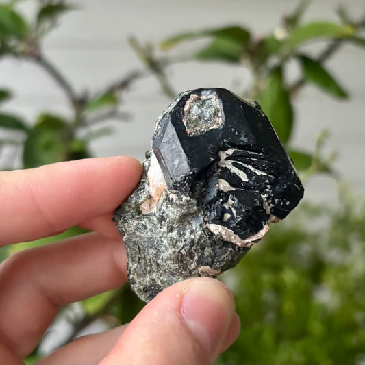 schwarze Spinnell xx