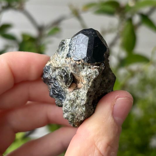 schwarze Spinnell xx