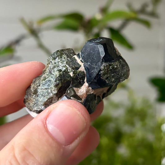 schwarze Spinnell xx