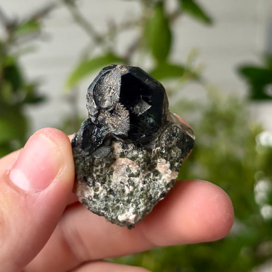 schwarze Spinnell xx